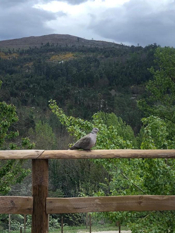 Casa Do Gaio-Turismo De Natureza Arouca Eksteriør bilde